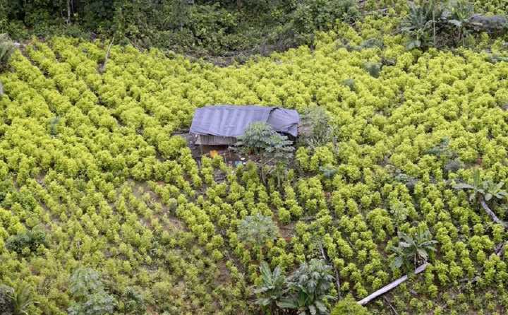 Descertificación de Colombia: Estados Unidos excluyó al país de la lista antidrogas
