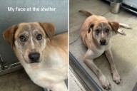 Watch Dog's Face Transform From Being Inside Shelter vs in His Forever Home