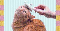 Grooming 101—From Nail Clipping to Ear Cleaning, Here's How to Best Clean Your Pet