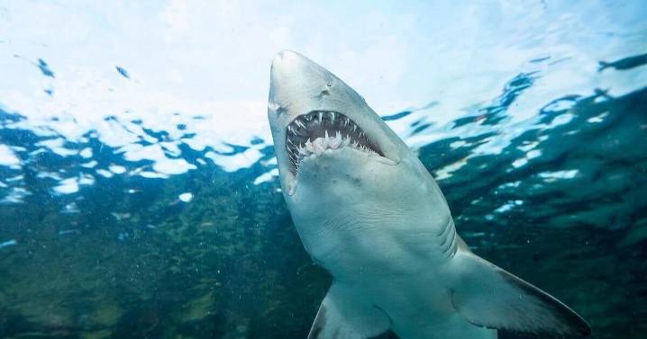 Endangered Shark Meat Found in U.S. Grocery Stores, Study Says