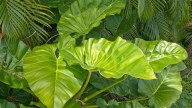 Cómo propagar y multiplicar tu Oreja de elefante, la planta XL que está de moda y que todos quieren tener