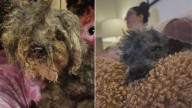 Washington Senior Dog Shakes In Fear Inside Shelter Crate, Until One Family Steps In