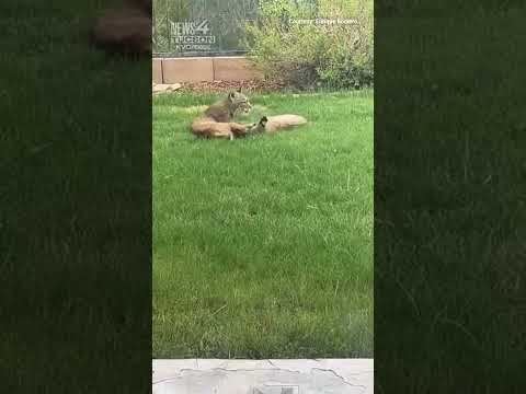 Two bobcats playing in an eastside Tucson backyard