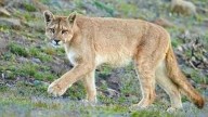 Divisaron un Puma en las inmediaciones de un barrio cerrado