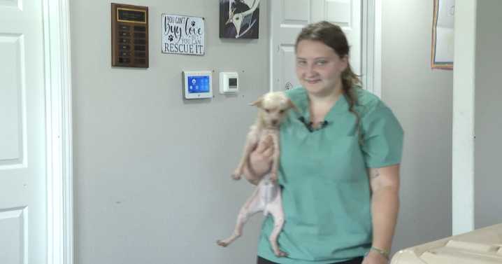 30 dogs in Navasota rescued from unsafe conditions in animal hoarding case