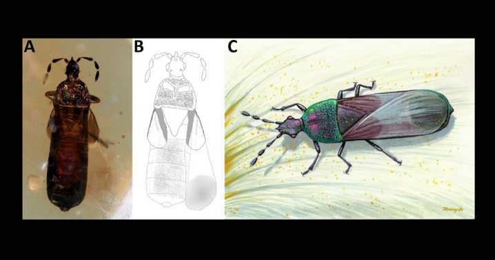 99-million-year old bugs played key role in plant pollination