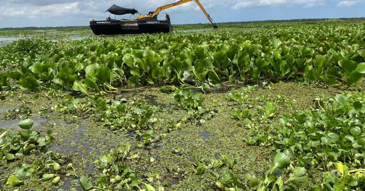 Corpamag avanza con pruebas piloto de remociòn mecànica y manual de la hydrilla en la Ciènaga Grande de Santa Marta