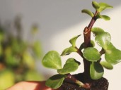 Ni árbol de jade ni bambú: la llamativa suculenta africana que atrae la abundancia al hogar