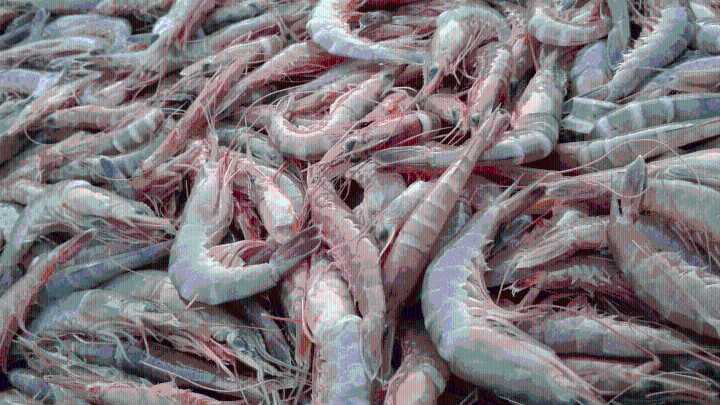Mississippi affected by multi-state radioactive shrimp recall