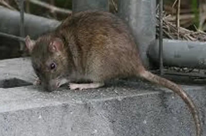 Preocupación por el aumento de casos de leptospirosis: qué es, cómo se contagia y cuáles son los síntomas
