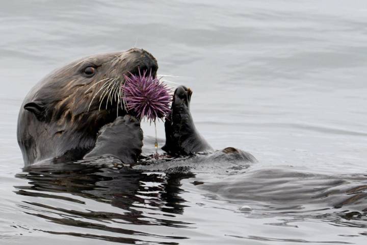 Following hard-won sea otter recovery, B.C. First Nations call for a new hunt