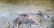 Mule deer fawn found shot at Billings Rod and Gun Club