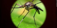First West Nile Virus case of the season confirmed by Douglas County Health Department