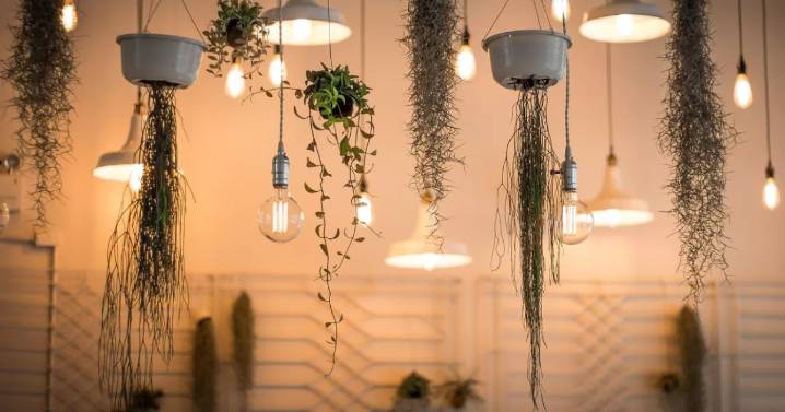 Guía práctica: dónde colocar plantas decorativas para transformar su hogar
