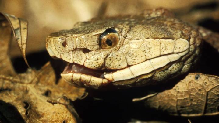 How to spot and what to know about Tennessee's most venomous snakes
