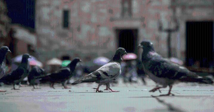 En Bogotá inicia la esterilización de palomas en la Plaza de Bolívar