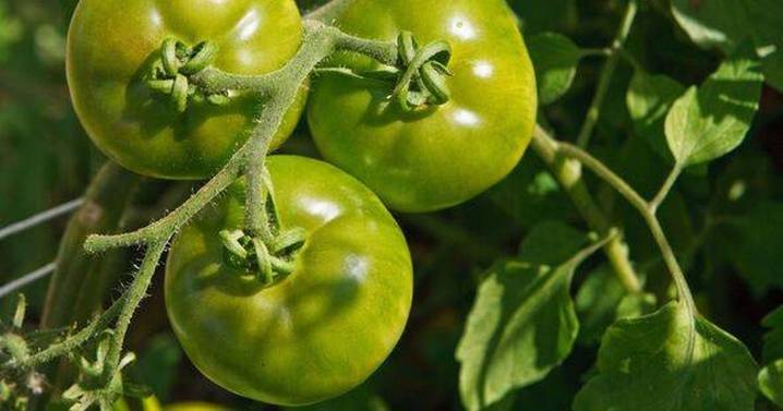 Monty Don shares simple hack to ripen tomatoes indoors