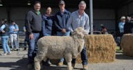 Demondrille Merino Ram Sale 2025 results, top prices, clearance