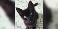Saving Graces 4 Felines: Meet Midnight