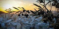 What climate change means for the Mediterranean Sea