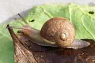 Ned the snail has looks, patience and absolutely no luck in love