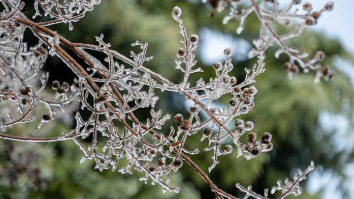 How To Protect The Crepe Myrtle Tree In Your Yard So It Survives The Winter