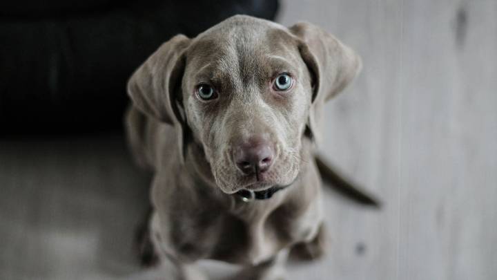 El truco definitivo para saber si tu perro tiene estrés