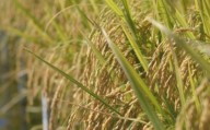 Con un crecimiento del 34%, la producción de arroz registró su segundo mejor volumen desde 2010/11