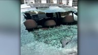 ‘Fowl play’: Seagull shatters bakery owner’s back windshield with Quahog in Nantucket