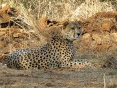 Project Cheetah roars ahead: New big cats expected by year