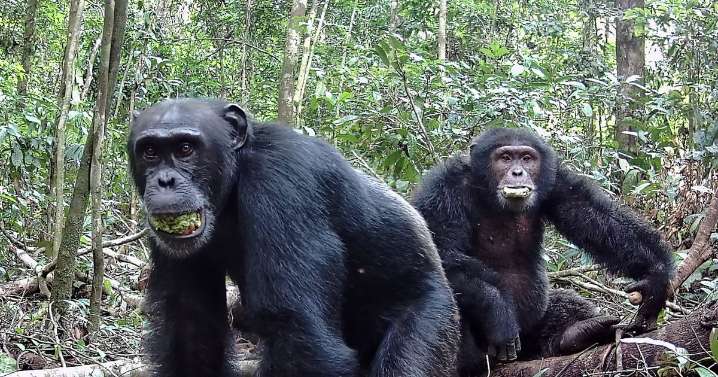 Chimps love getting drunk and down equivalent of two glasses of wine every day