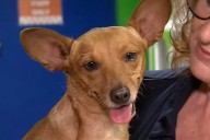Struggling Dog Found Abandoned on Roadside with Legs Tied Together