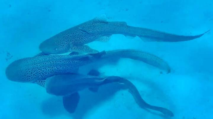 Randy sharks filmed having threesome in shocking world-first – but the two males didn’t last very long