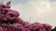 En fotos | Guayacanes rosados adornan las calles de Cali: más de 17.000 árboles florecieron en la capital del Valle del Cauca