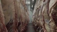 La tipificación bovina ya alcanza al 95% de la faena nacional