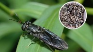 Esta mosca luce asquerosa pero ayuda al medio ambiente; transforma la basura en materia reutilizable