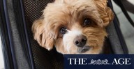 Virgin Australia begins flying pets on planes ASX:VGN