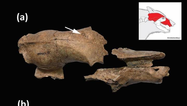 1,700-Year-Old Skull Is First Direct Evidence Roman Amphitheaters Were Beastly For Bears