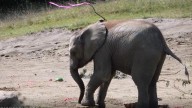 Indianapolis Zoo elephant celebrates 2nd birthday