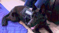Four paws, one lifeline: how a service dog changed a veteran's life