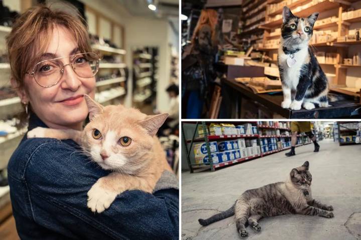 Exclusive | Meet the NYC shop cat working for over a decade — one of dozens of feline workers profiled in new book
