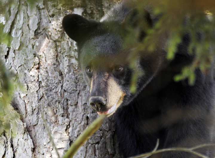 N.J. man dies after collapsing while bear hunting in Maine