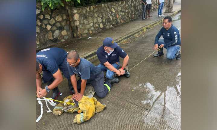 Capturan a un cocodrilo de casi 2 metros tras lluvias en Acapulco