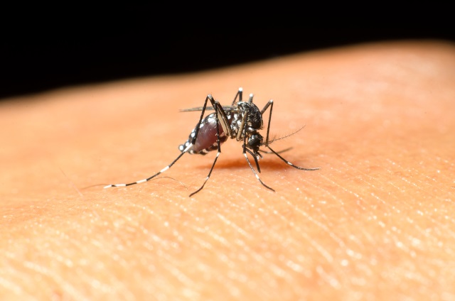 First human case of West Nile virus reported in Connecticut this season