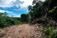 Profepa detectó más de 2 mil 500 hectáreas dañadas de selva en Q. Roo por uso de suelo agroindustrial
