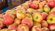 Pick apples at these 7 New Hampshire orchards this fall
