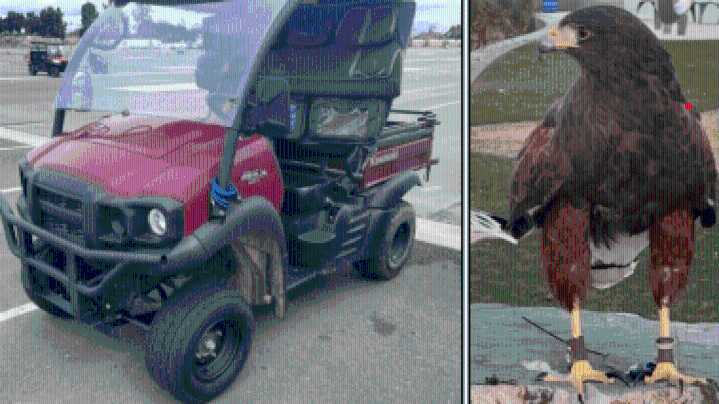Hawks stolen during Rams game at SoFi Stadium found dead