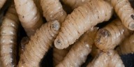 Sector porcícola, con menos daños por gusano barrenador: productor