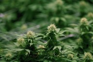 Calgary to allow cannabis sales at all