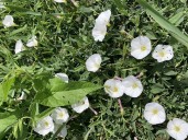 GARDEN CLIPPINGS: Diligence needed to remove bindweed